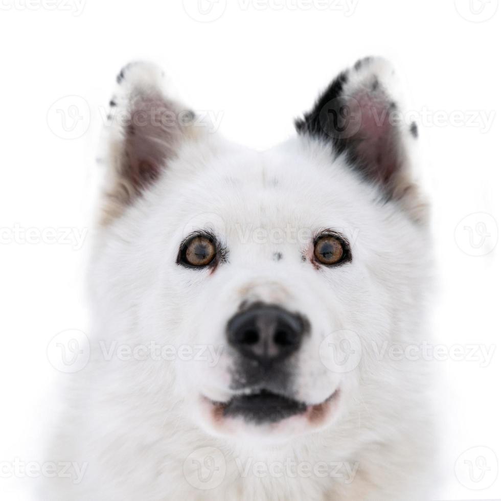 Funny husky face with big surprised eyes, isolated photo