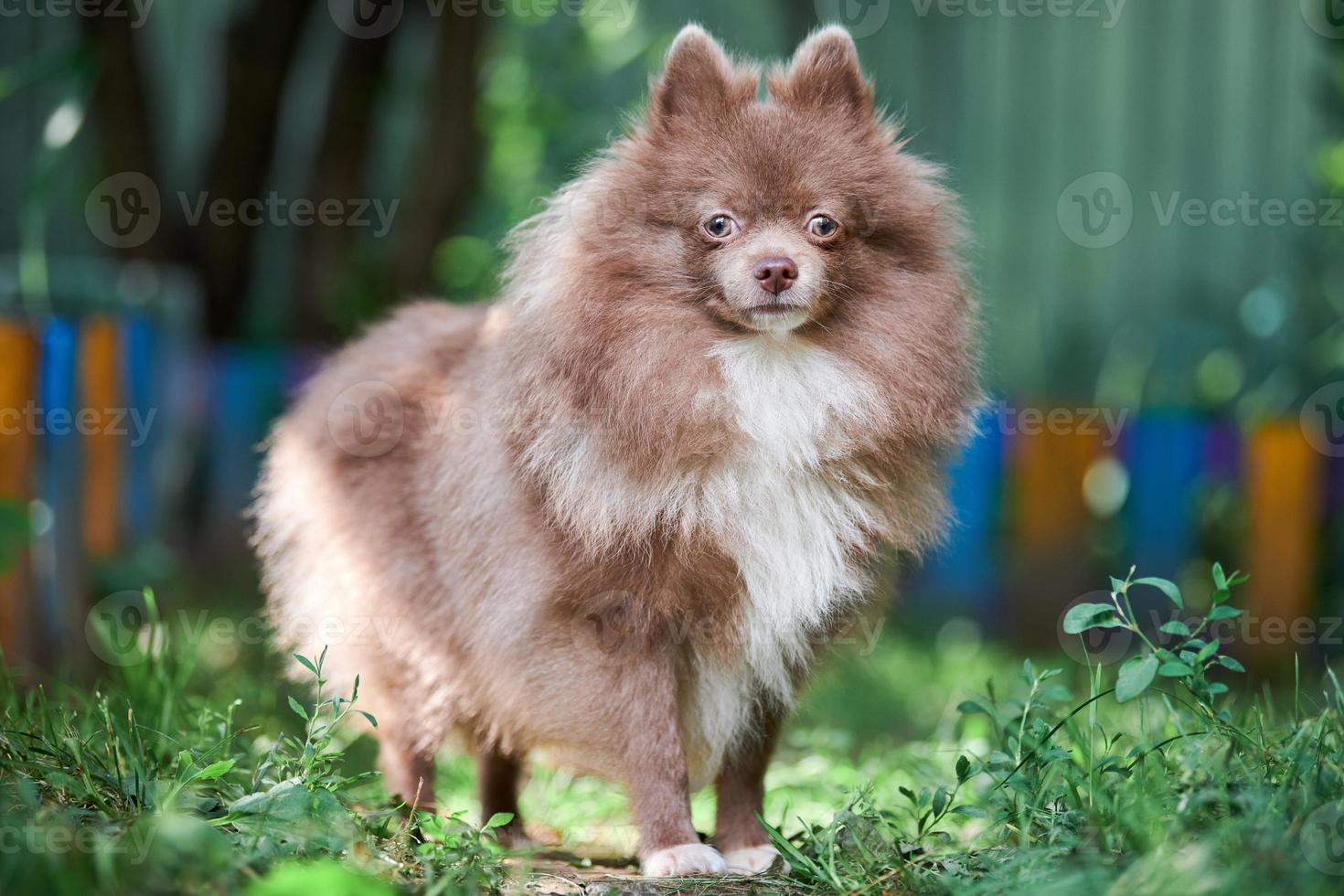 perro pomerania spitz en el jardín foto