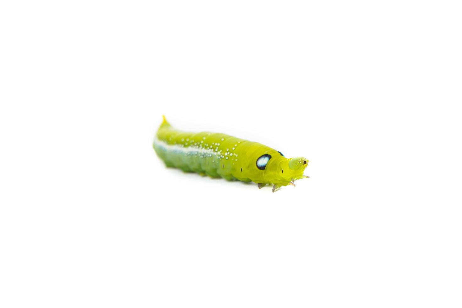 Worm the caterpillars isolated on white background,The larva of a butterfly photo