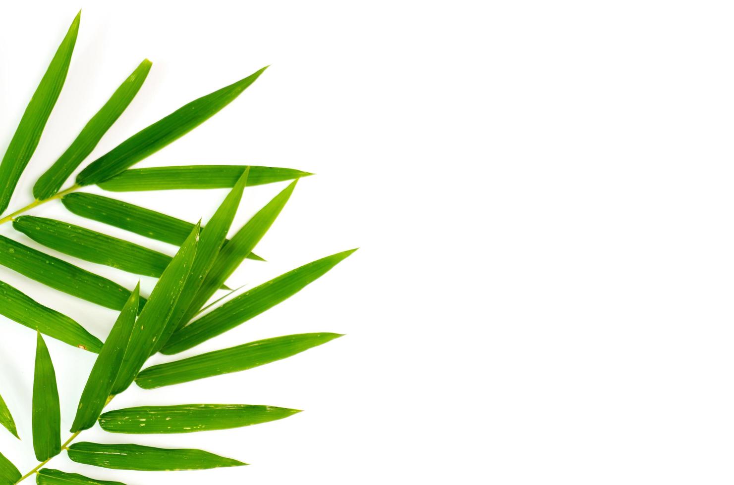 Bamboo leaves on white background photo