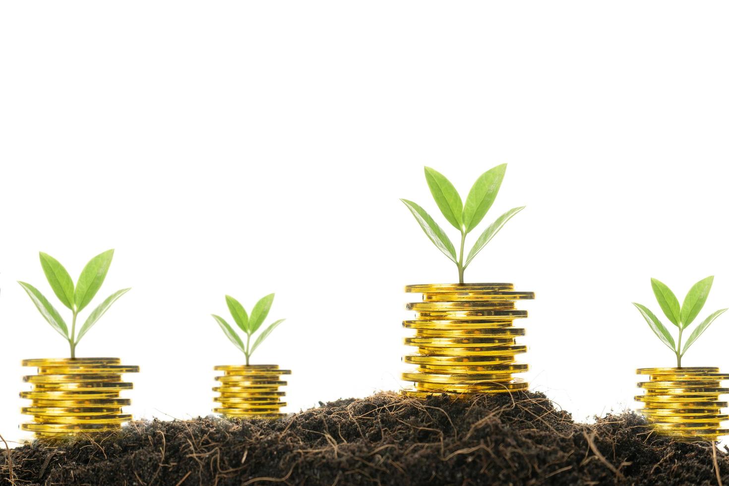 green plant on the gold coins photo