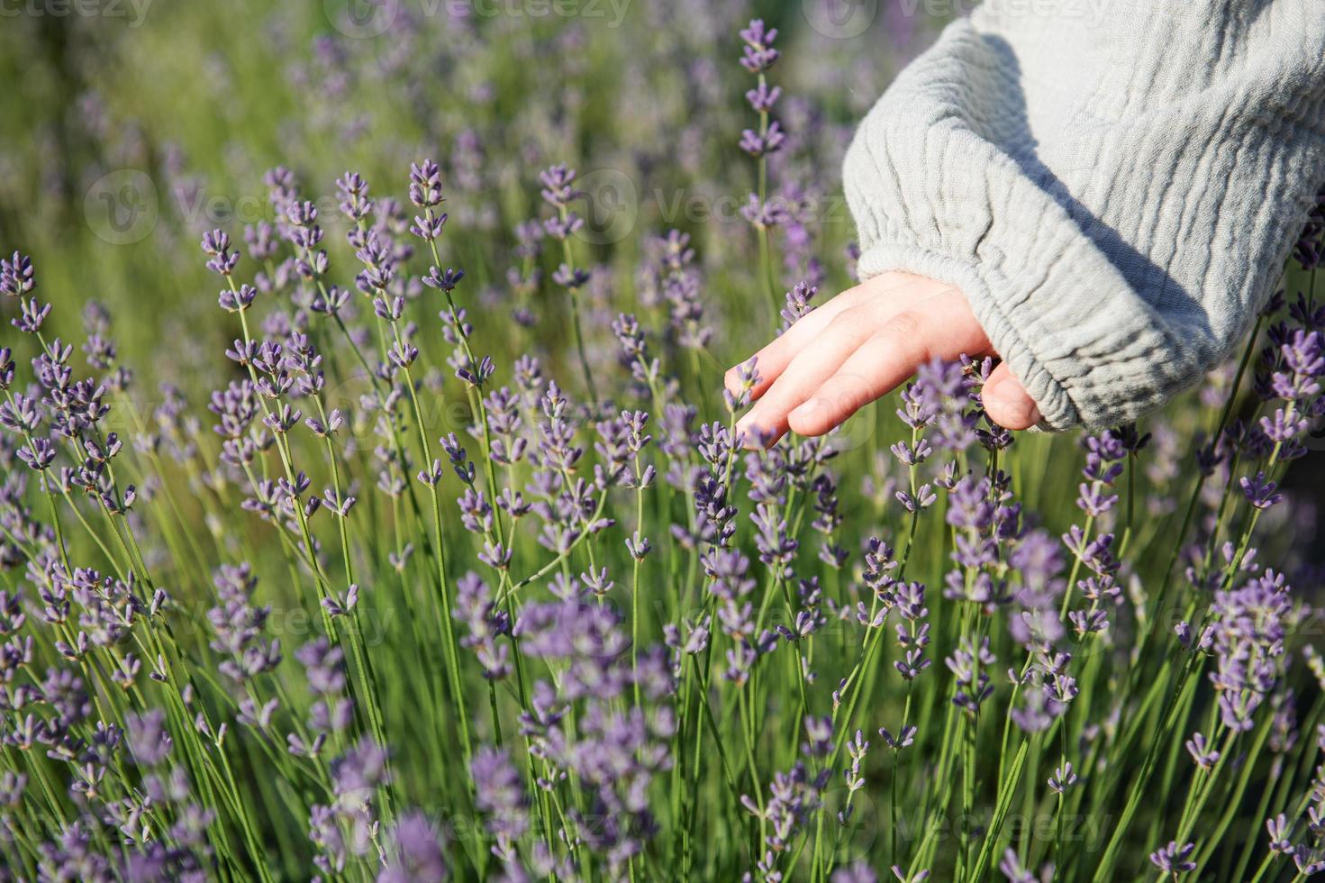 Child's hand touches lavender flowers photo