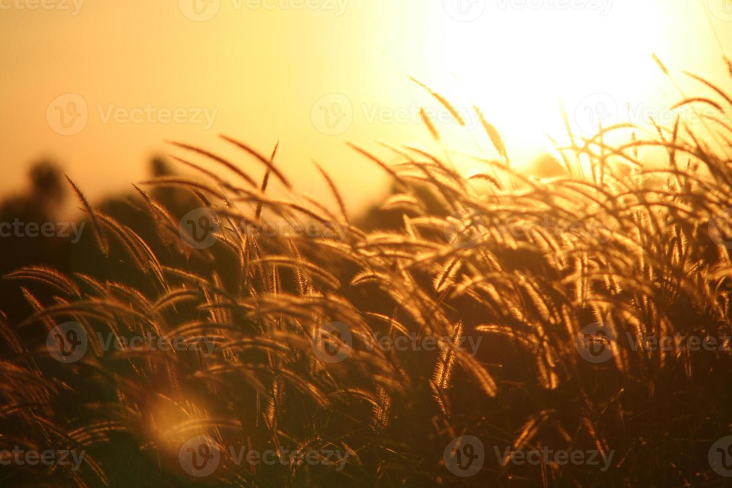 Reed grass flower in the sunset photo