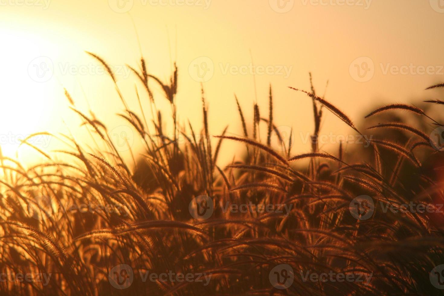 Reed grass flower in the sunset photo