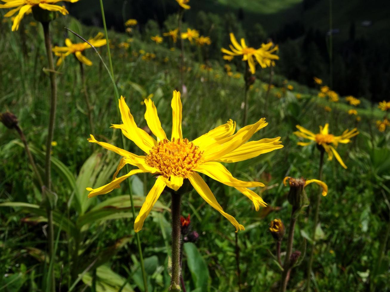 planta medicinal árnica en los alpes foto