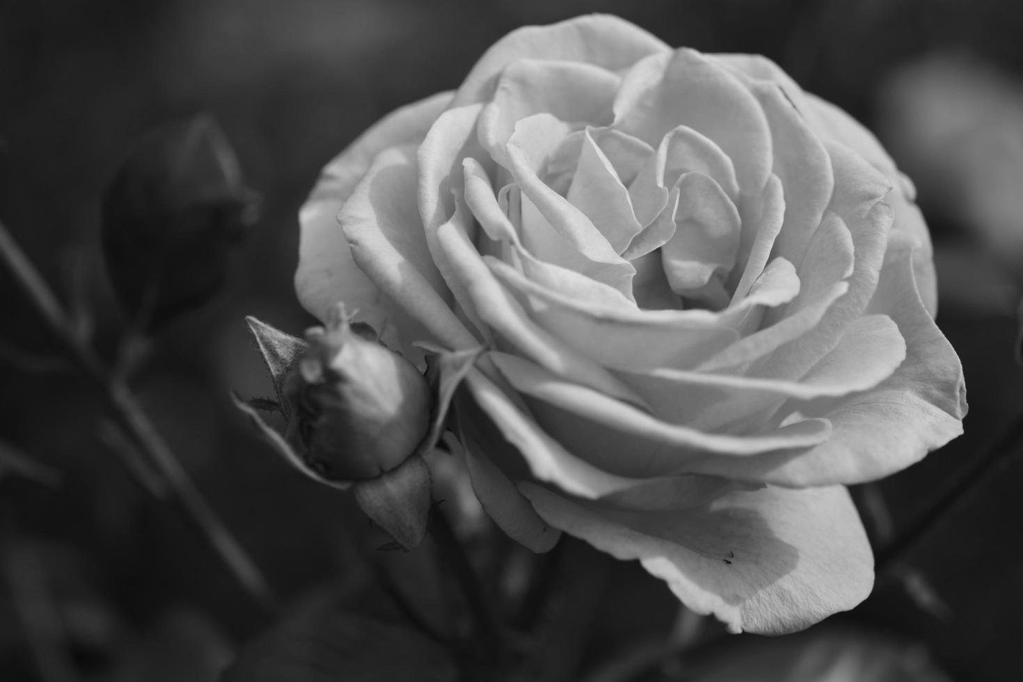 beautiful black and white shot of a blossoming rose photo