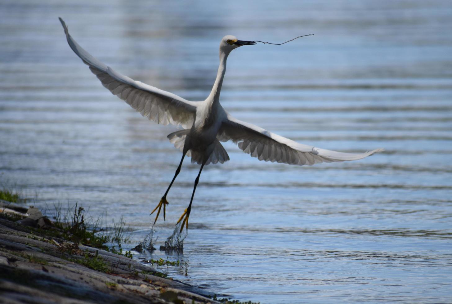 snowy egret, Egretta thula, in a park in Buenos Aires photo