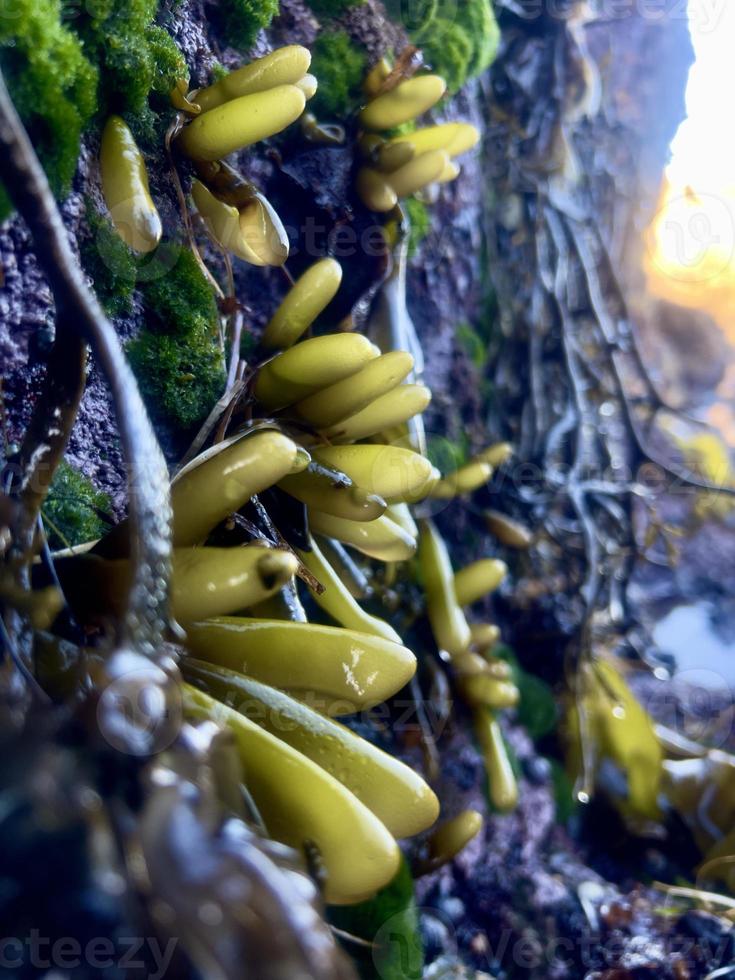 Seaweed on rocks low tide morning photo