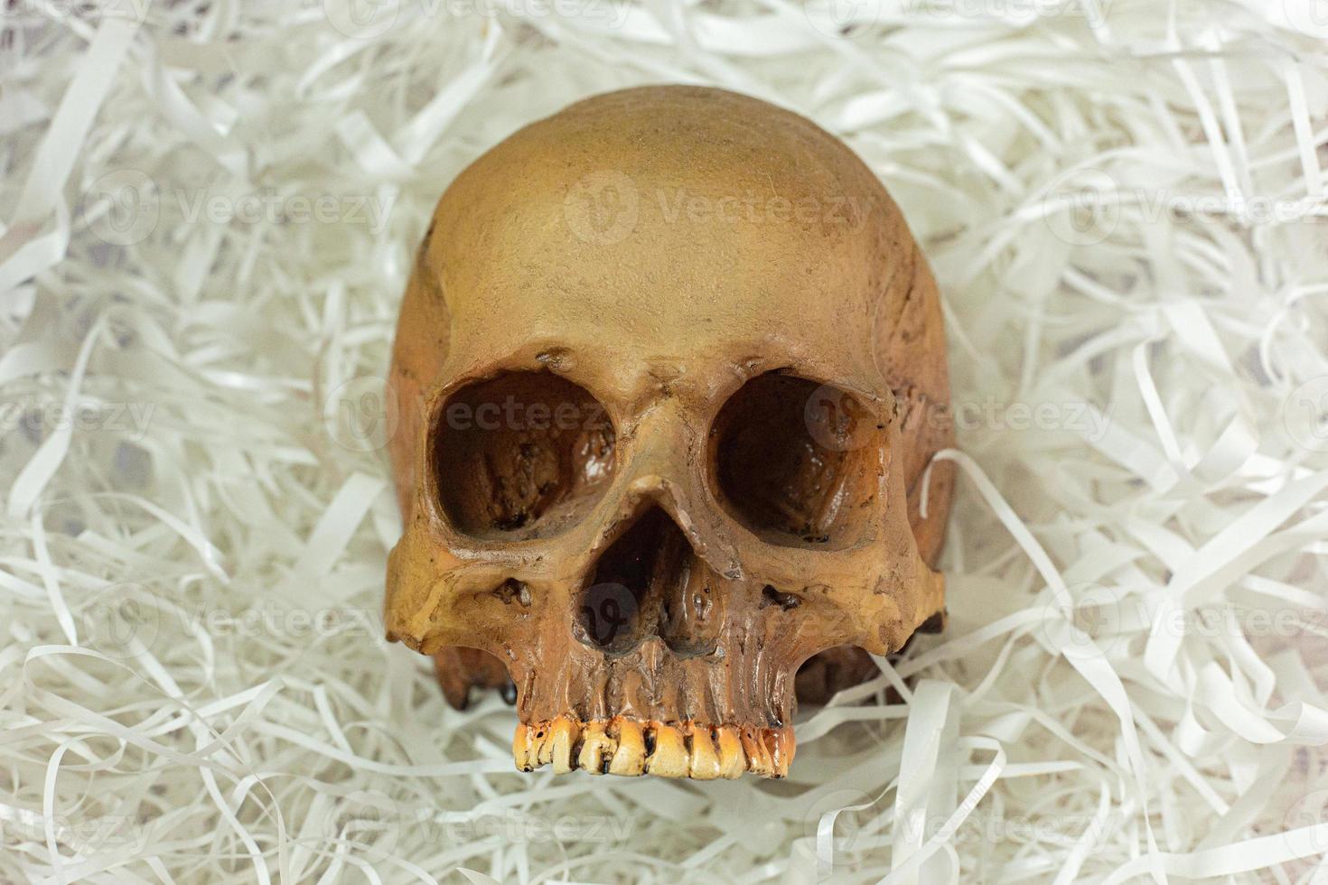 human skull on Cushioning paper for sci content. photo