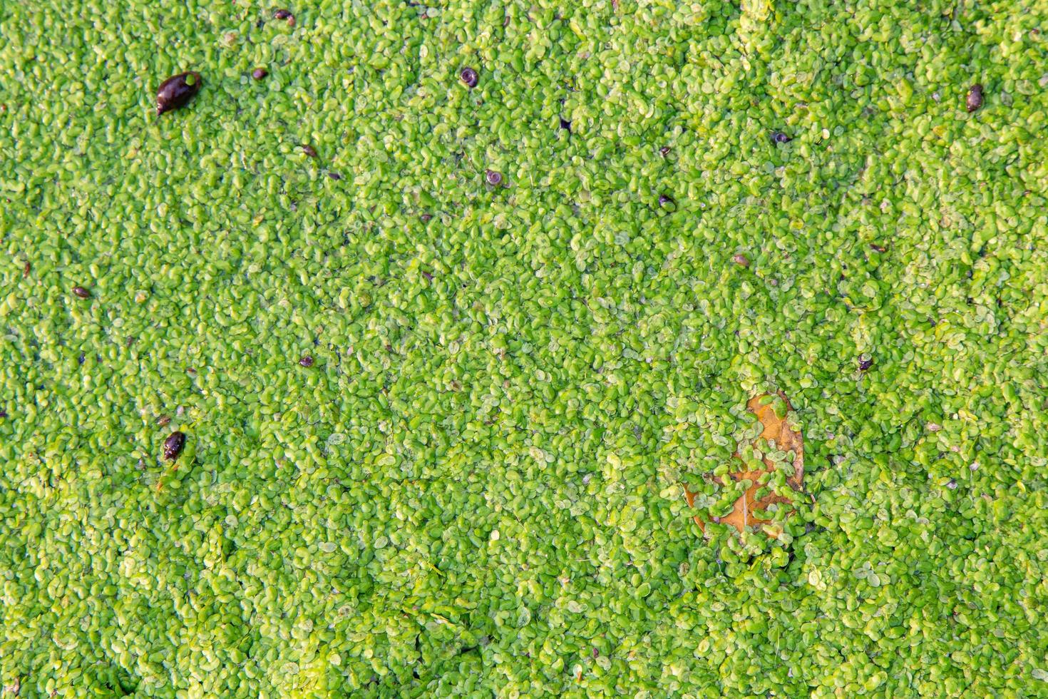 close up aquarium duckweed for background image. photo