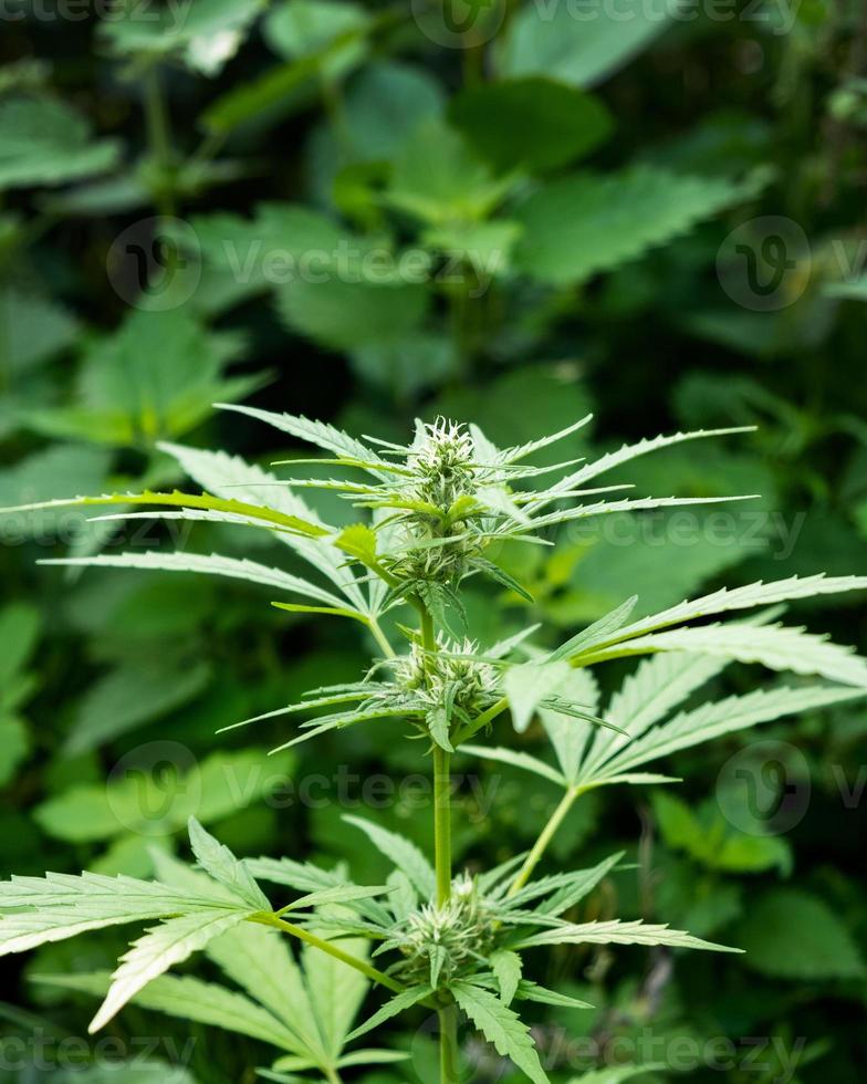 A cannabis plant with white hairs, green wild hemp photo