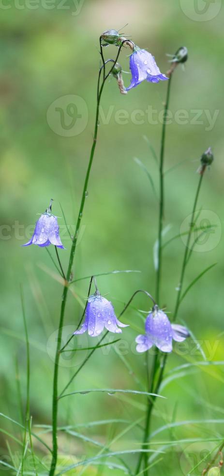 Flowers after the rain photo