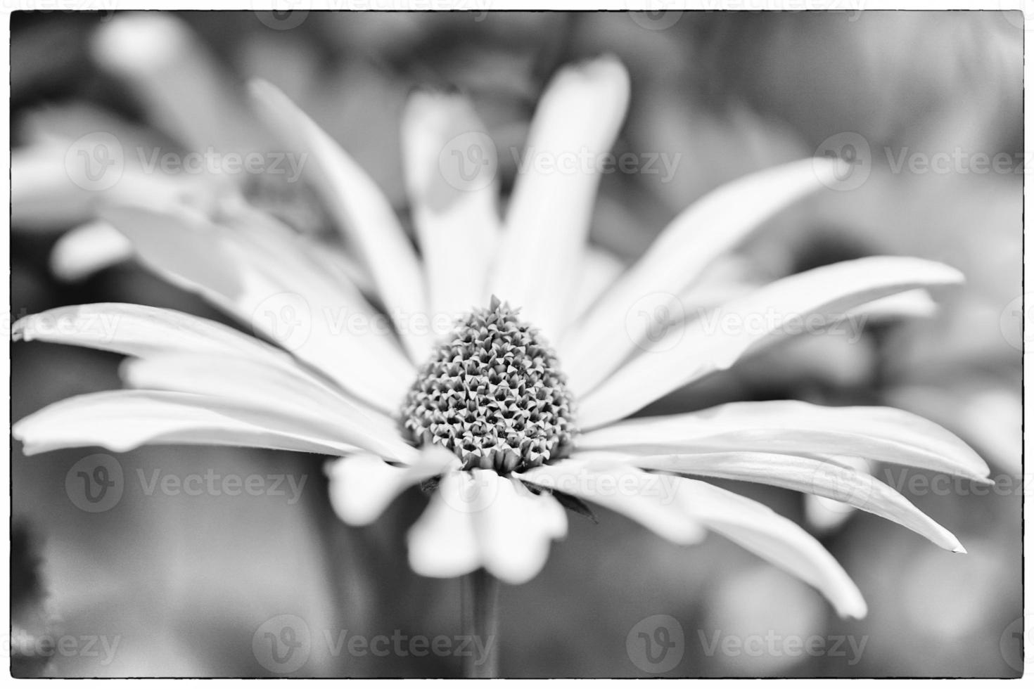 Evanescence in nature photo
