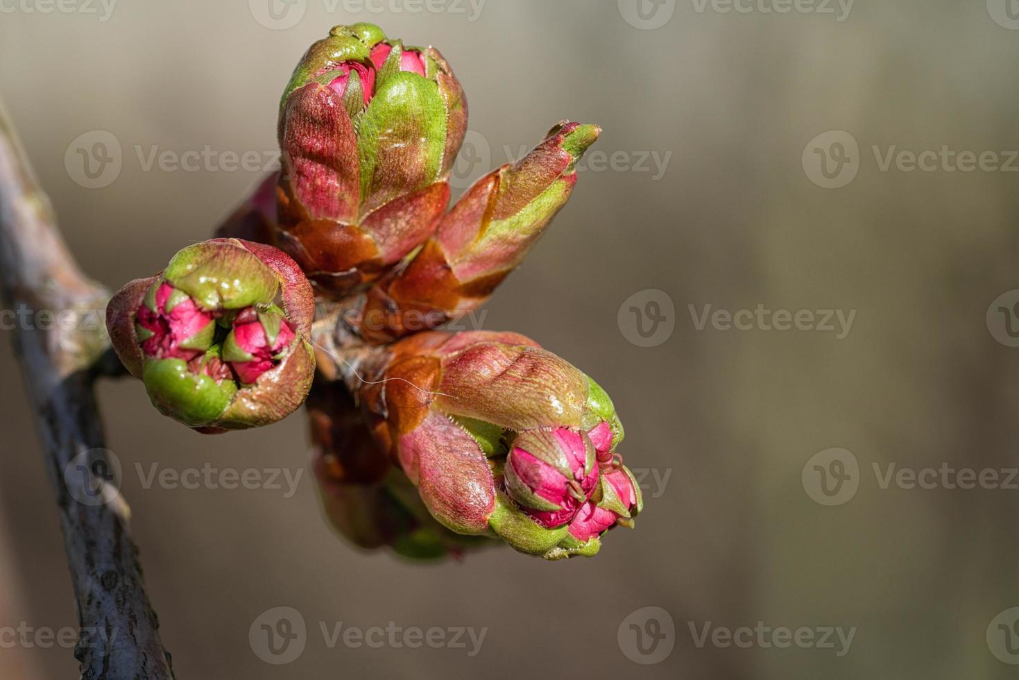 Spring season, starting a new life photo