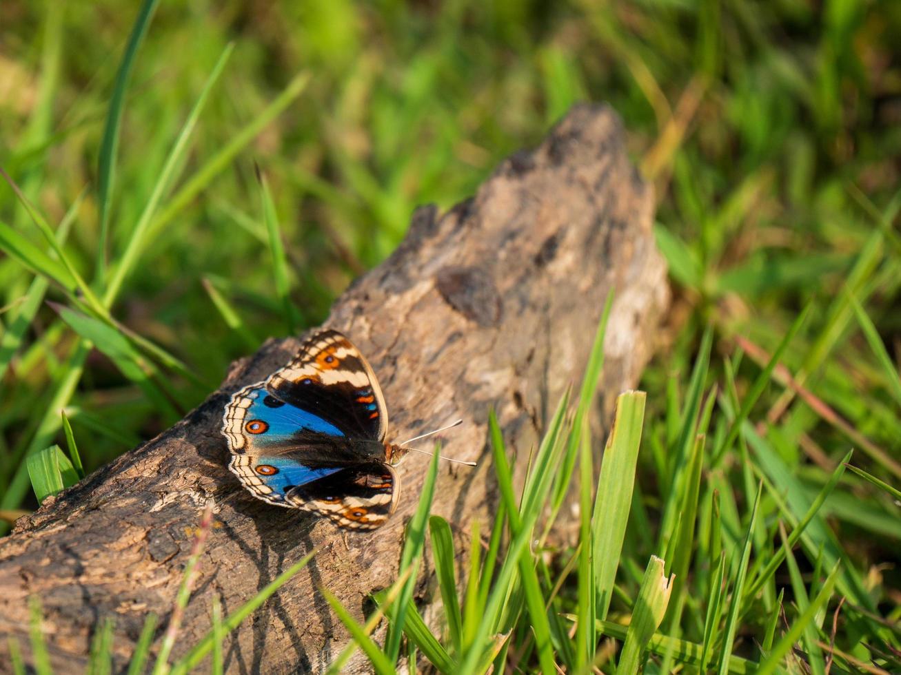 una mariposa encaramada en un tronco de árbol seco sobre hierba verde foto