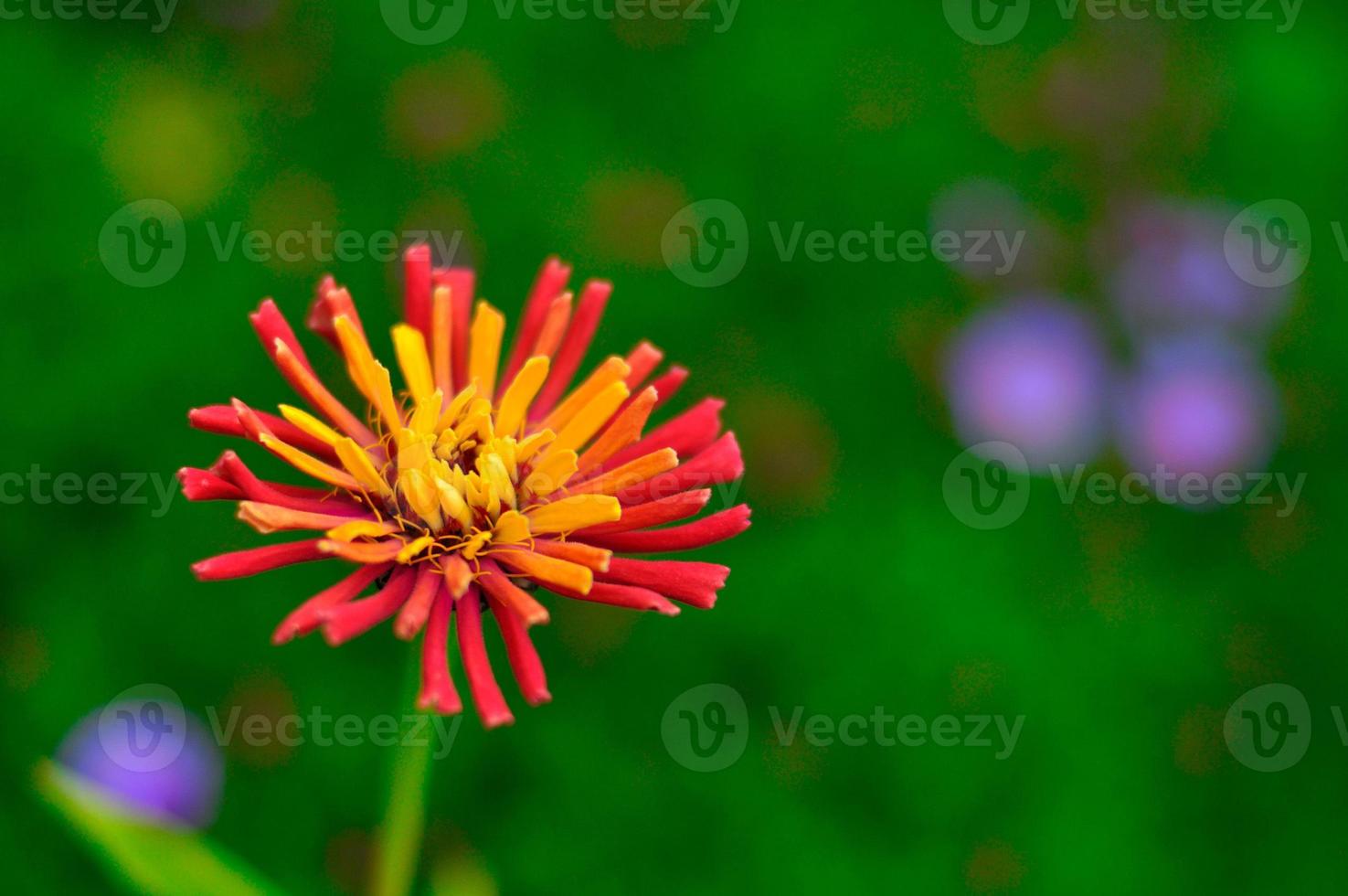 Red-yellow flower Zinnia close-up, Moscow Region, Russia photo