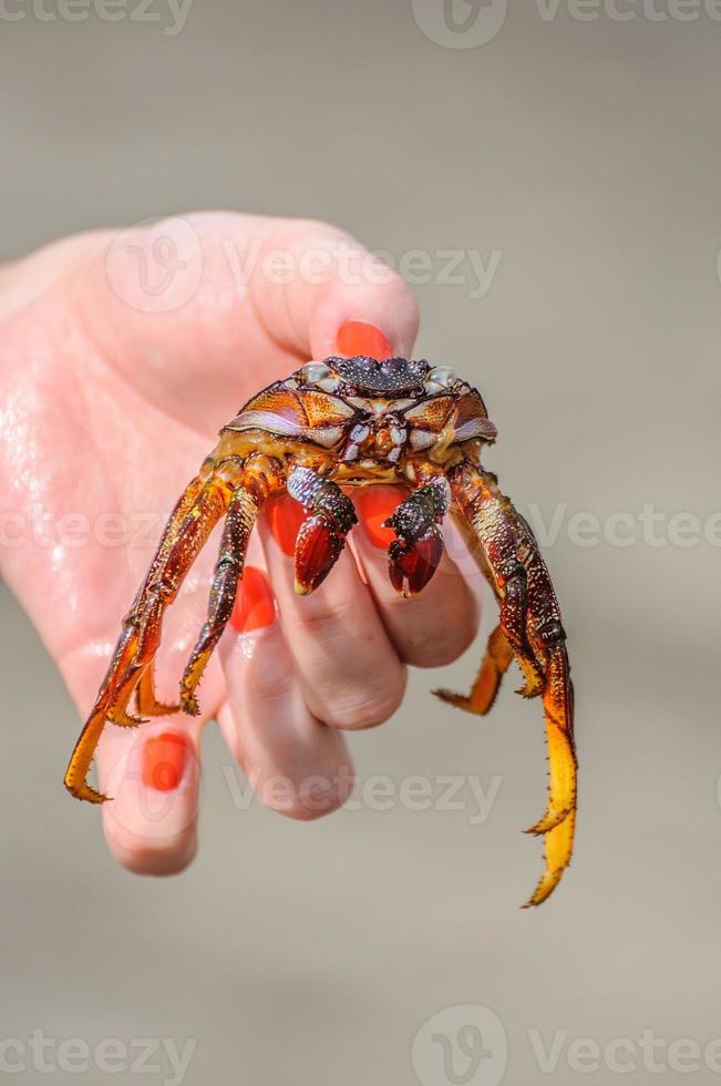 Crab is in girl's hand on the beach photo