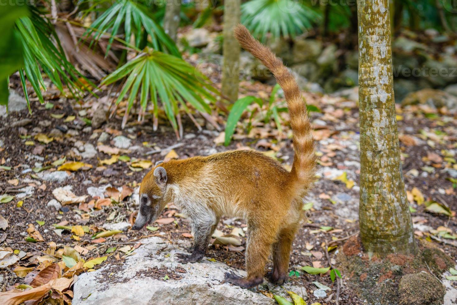 un coati sudamericano, nasua nasua, que es una especie de coati y miembro de la familia de mapaches procyonidae, se sienta solo, de sudamerica tropical y subtropical, playa del carmen, riviera maya, y foto