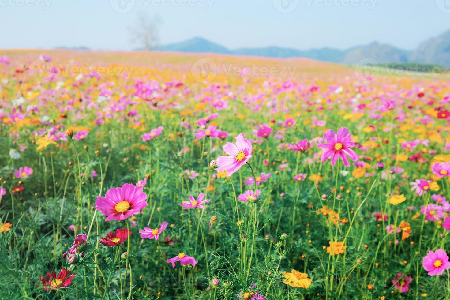 Cosmos on field. photo