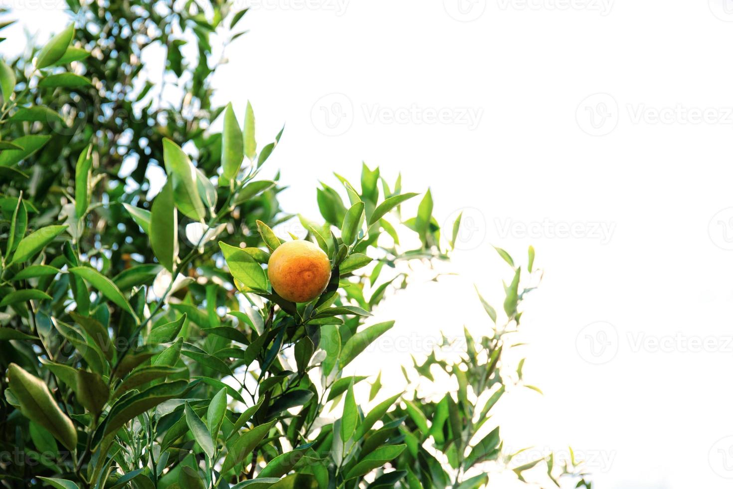 Orange on tree with isolated background. photo