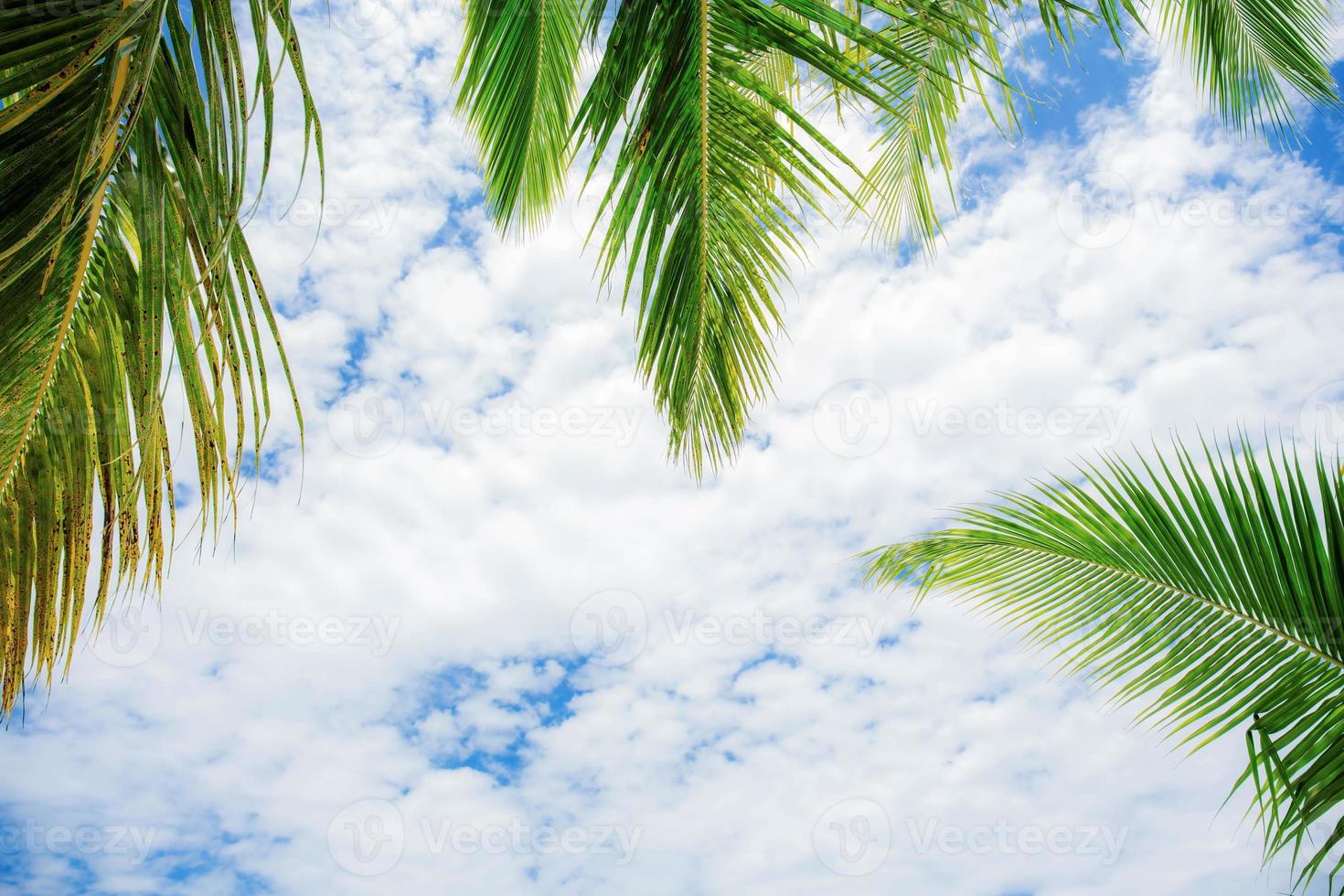 Palm leaves with sky background. photo