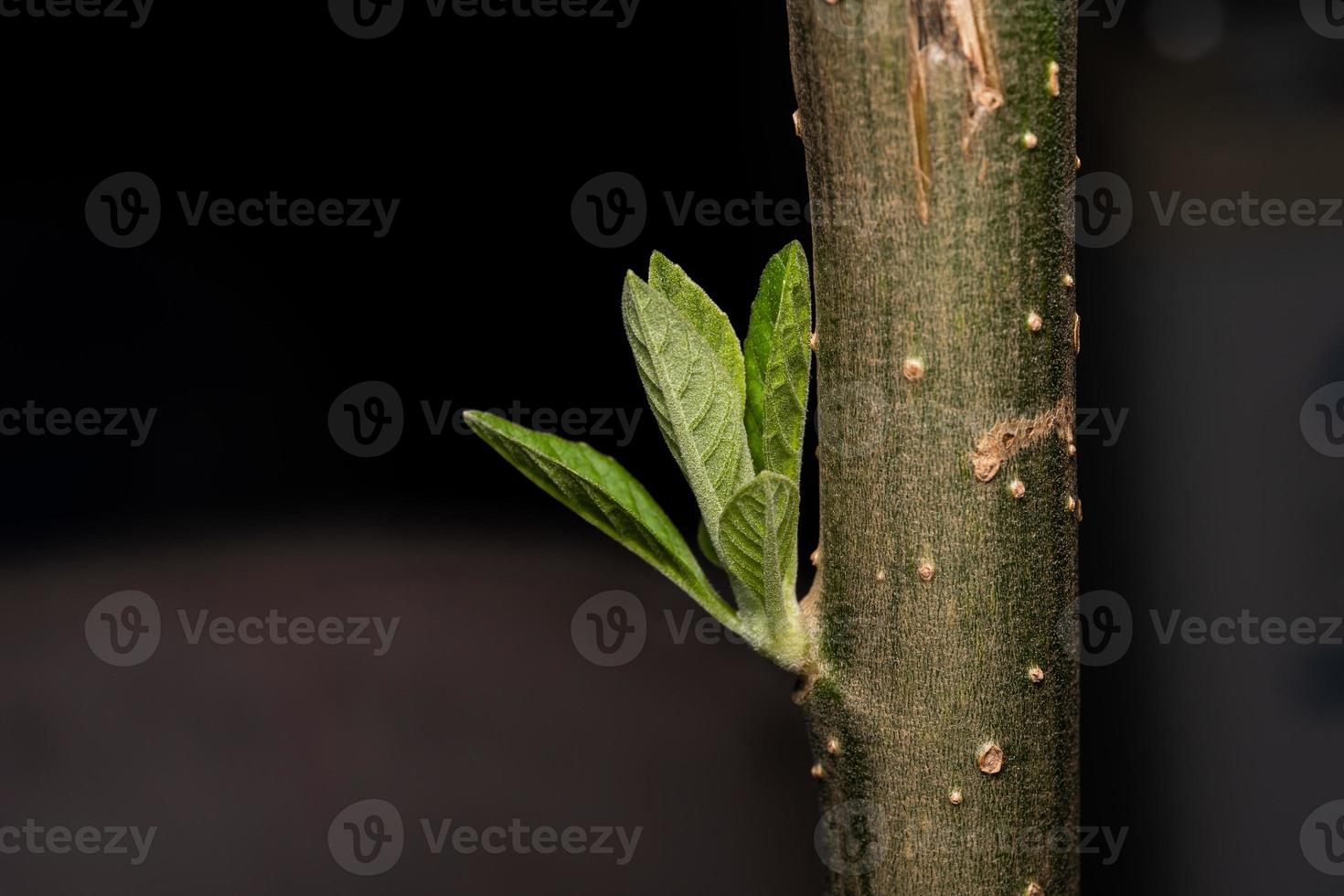 New leaf on the trunk of the fastest growing tree. Fresh young green leaves of twig tree growing photo
