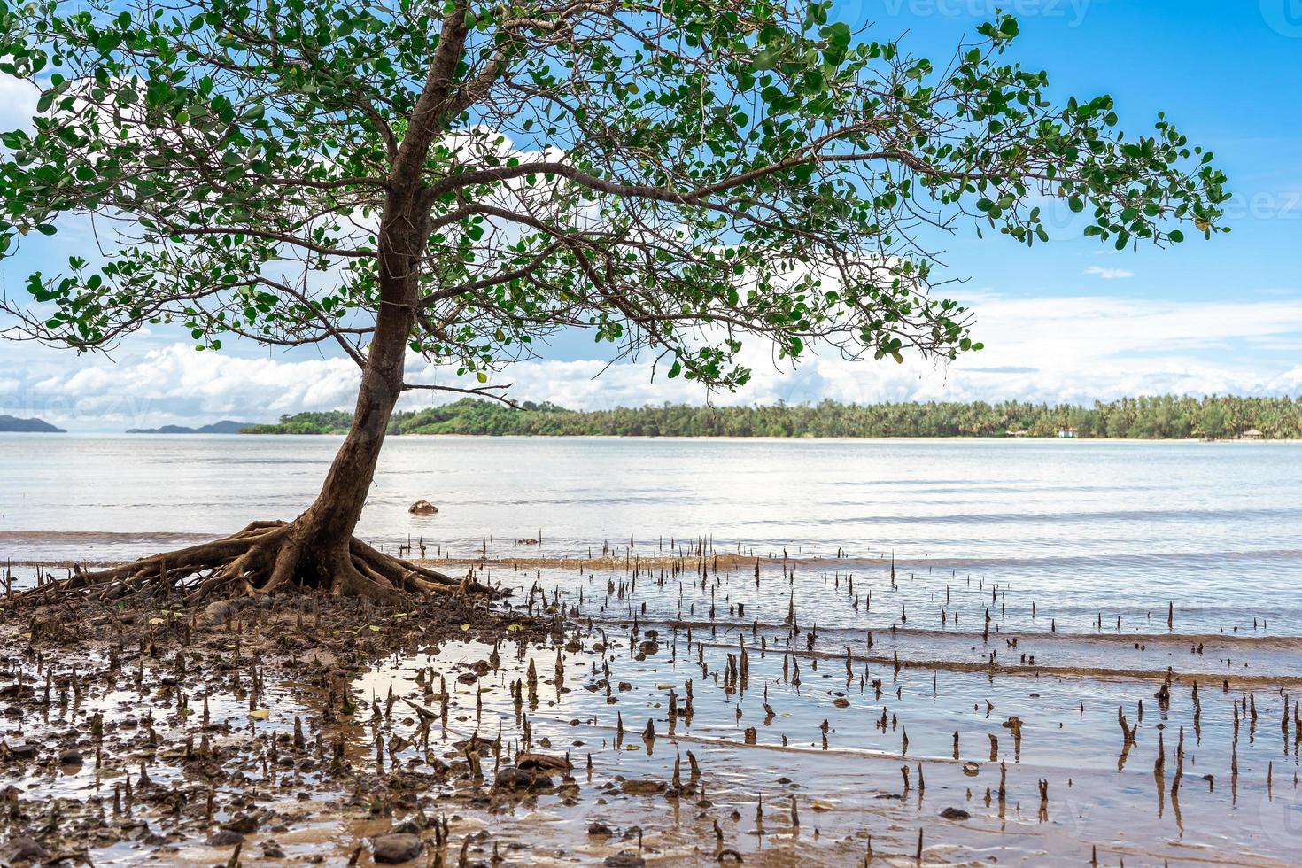 Mangrove trees grow alone on the beach. Tree in Paradise, Mangrove hanging over a beach. photo