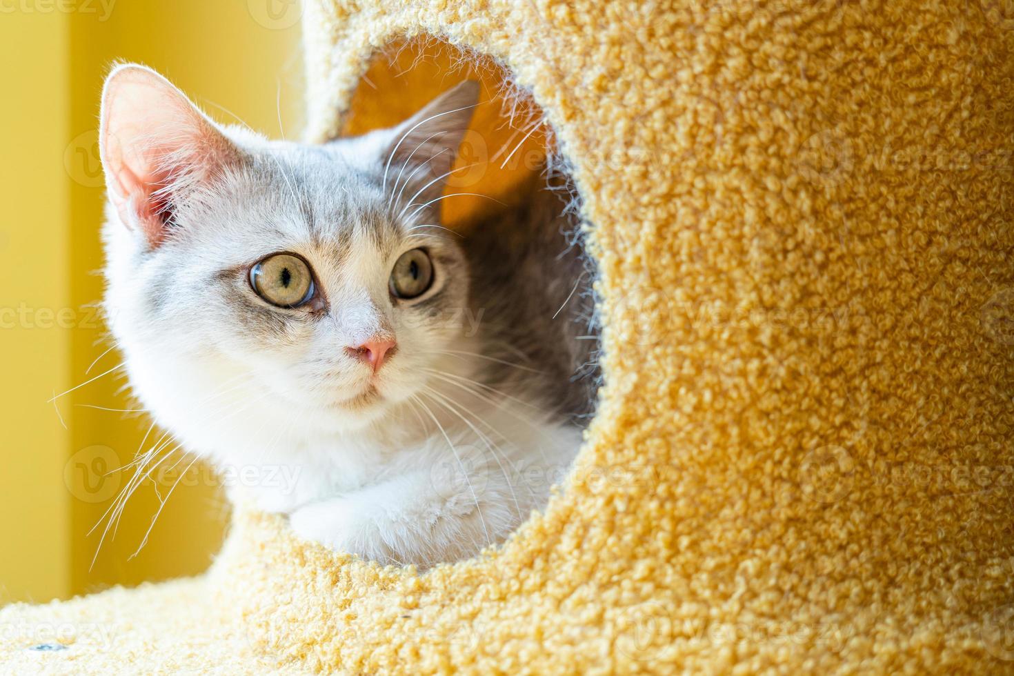 cute cat looking around, concept of pets, domestic animals. Close-up portrait of cat sitting down looking around photo