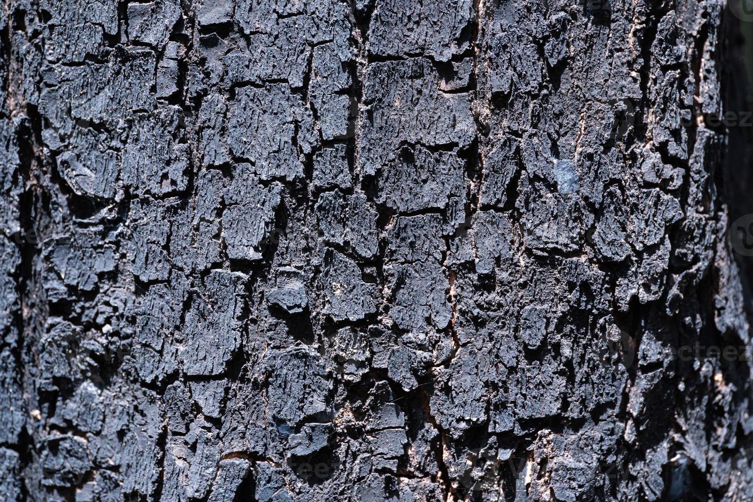 Burnt wood texture. Burnt bark of a tree after a forest fire. A fire-damaged tree in the forest after the fire. Selective focus photo