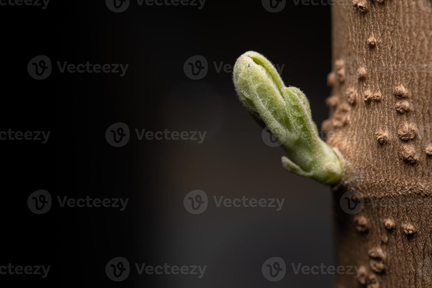 New leaf on the trunk of the fastest growing tree. Fresh young green leaves of twig tree growing photo