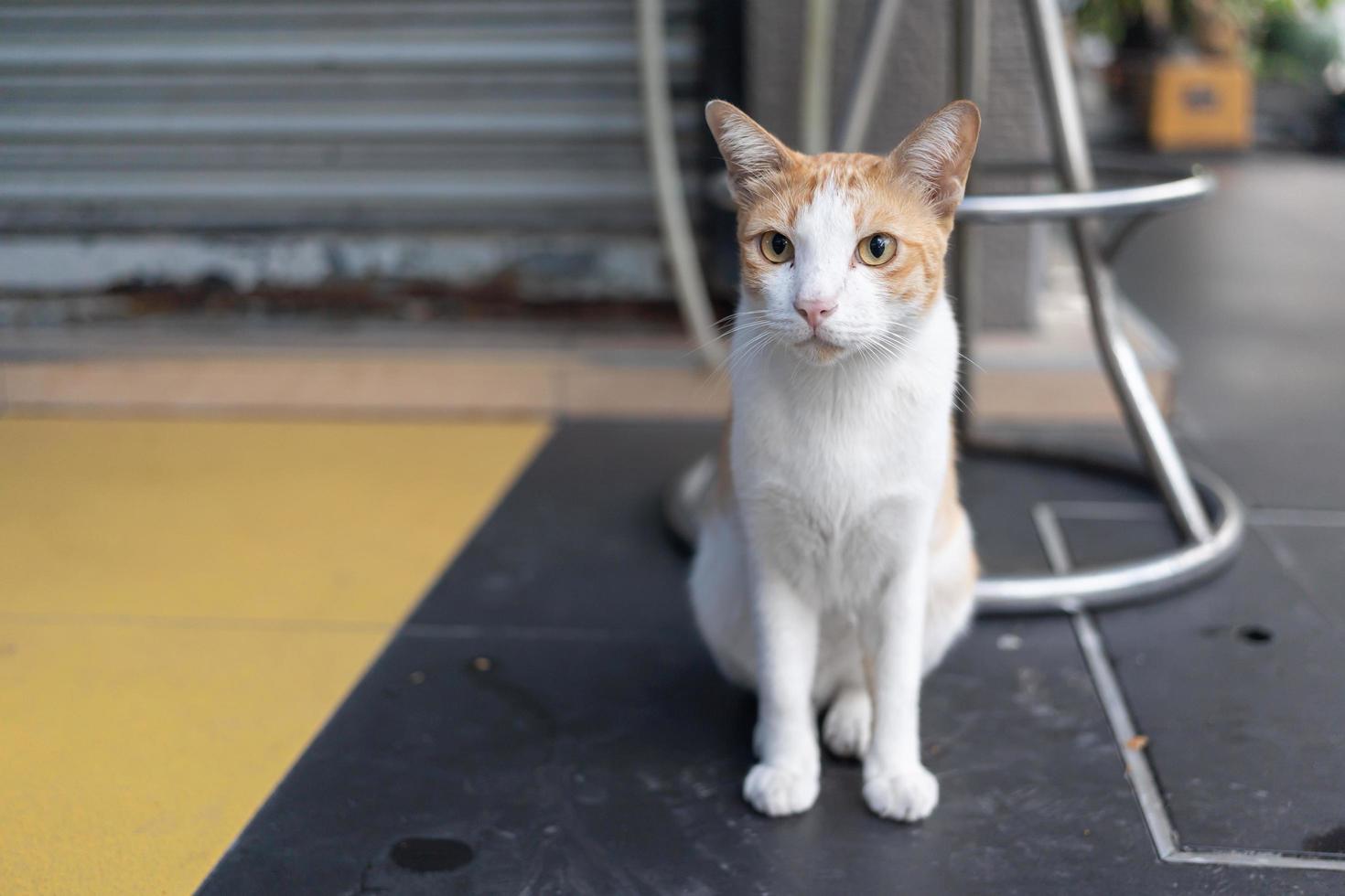 cute cat looking around, concept of pets, domestic animals. Close-up portrait of cat sitting down looking around photo