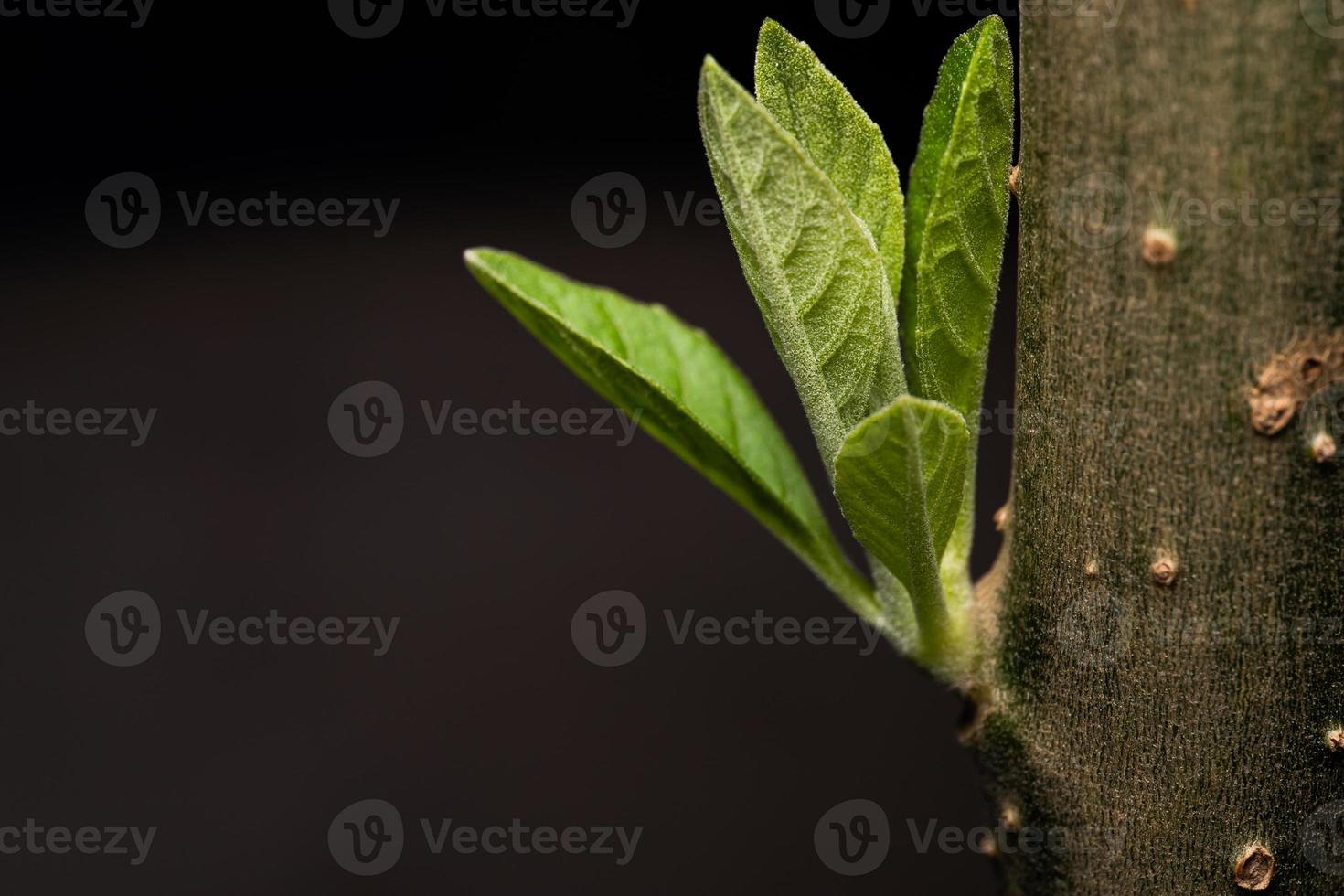 New leaf on the trunk of the fastest growing tree. Fresh young green leaves of twig tree growing photo