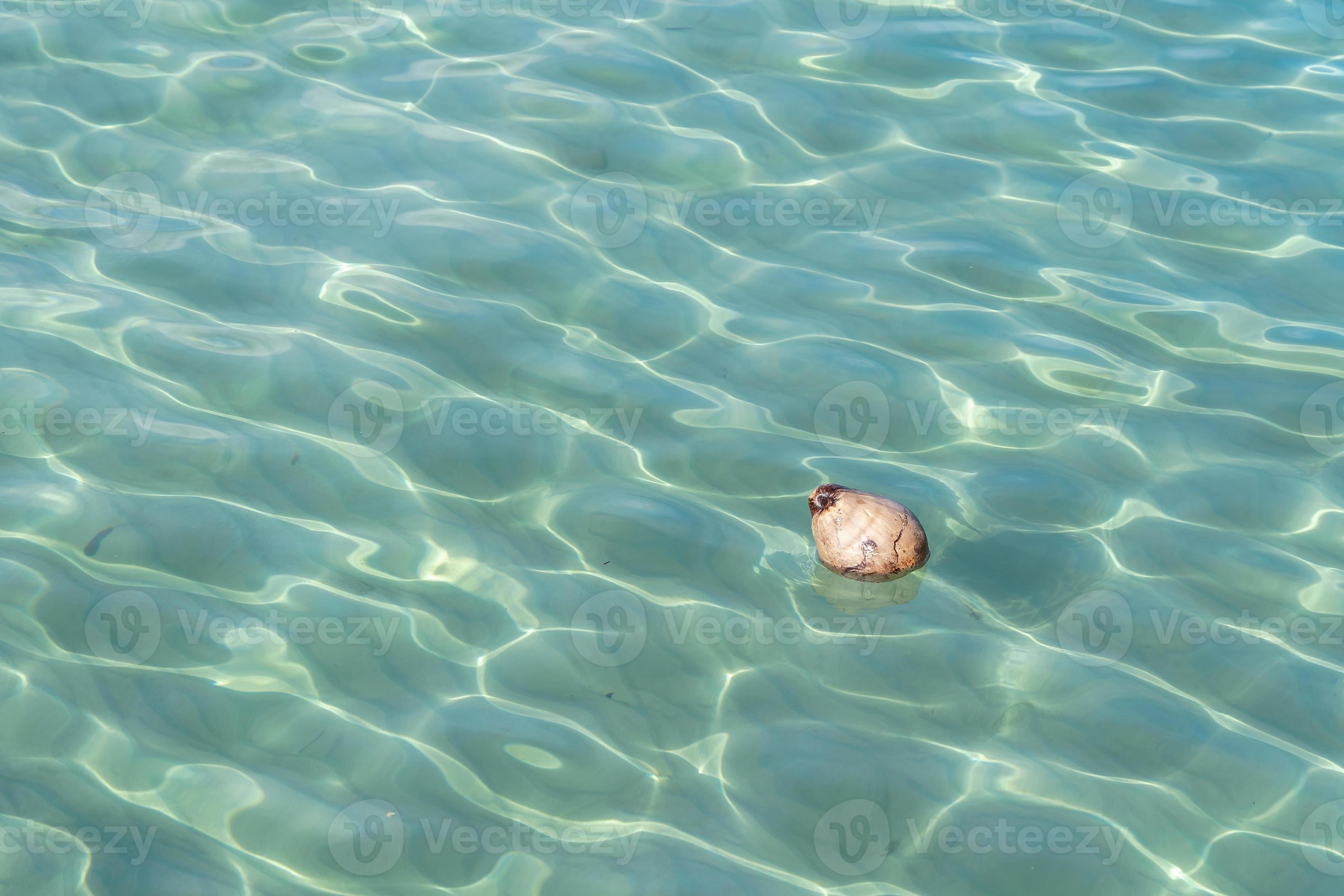 Coconut floats in very clear waters. Light Blue Sea Water. 10712318