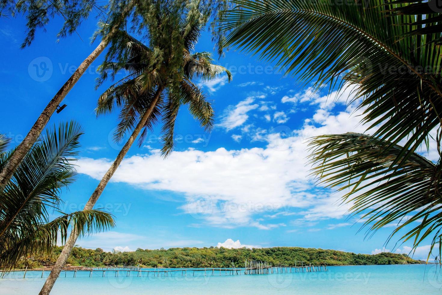 Palm tree at the sea. photo