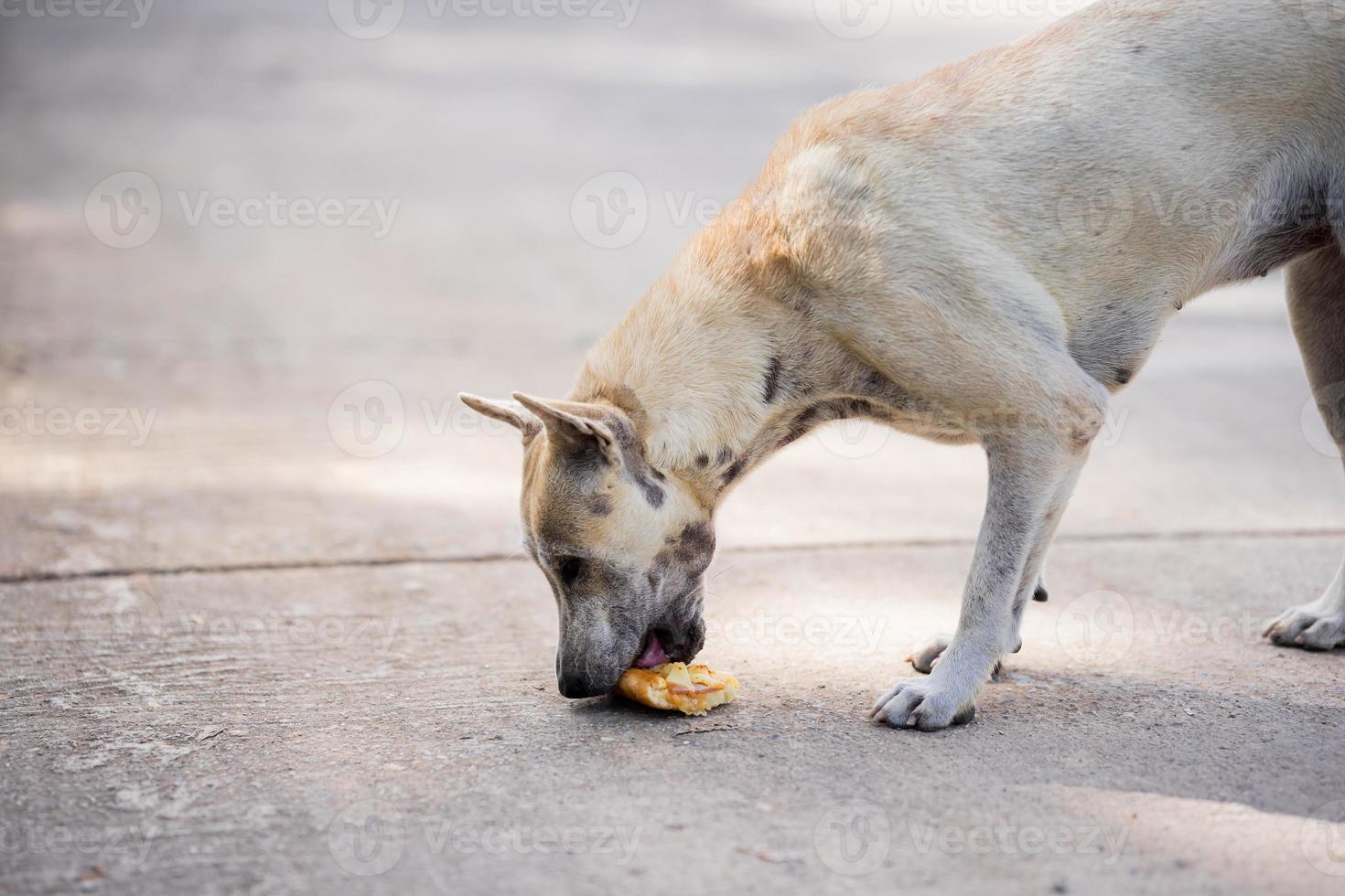 Stray dog is starving to eat food that has fallen on the road. Empty space for entering text. photo