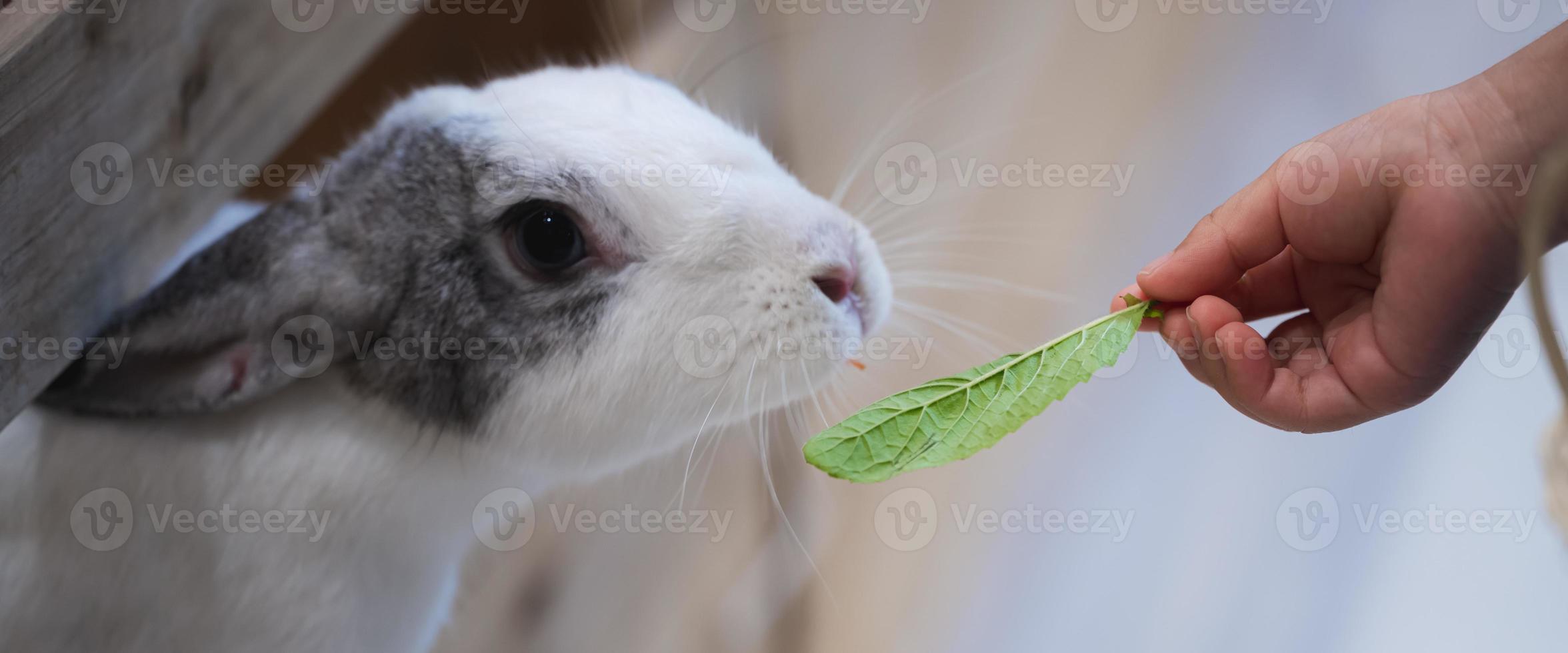 Little rabbit was sniffing sweet basil leaves that human hand was giving it to eat. Pets are in cages. photo