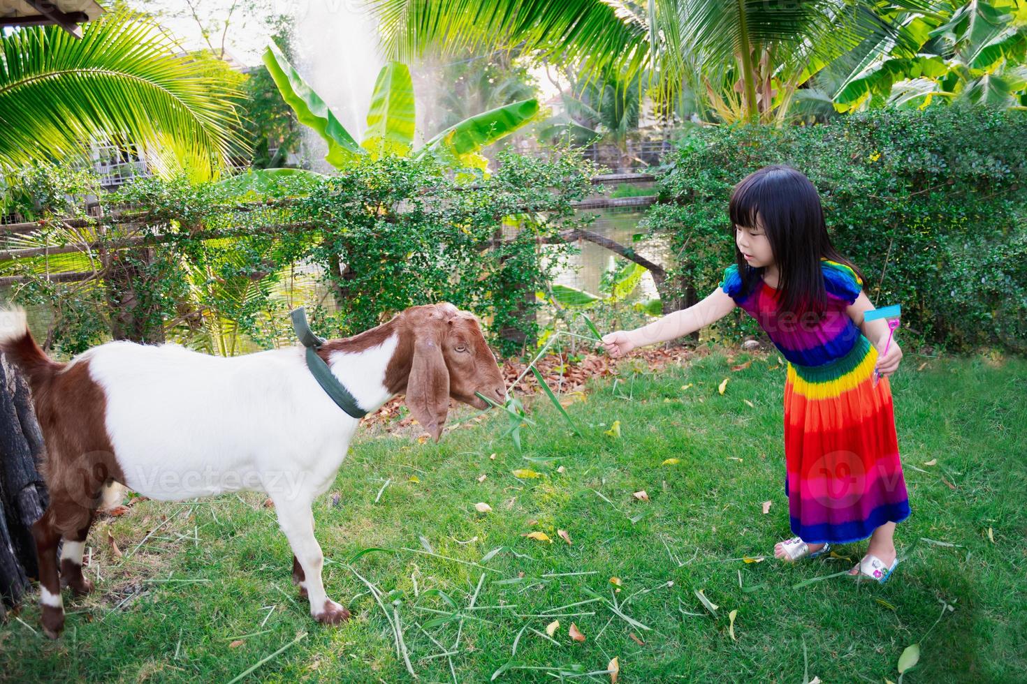 Cute Asian girl provides food for the animal. Child feed the grass for the goats. Children in colorful costumes do animal activities. On the green lawn. Kid is 4 years old. In summer or spring time. photo