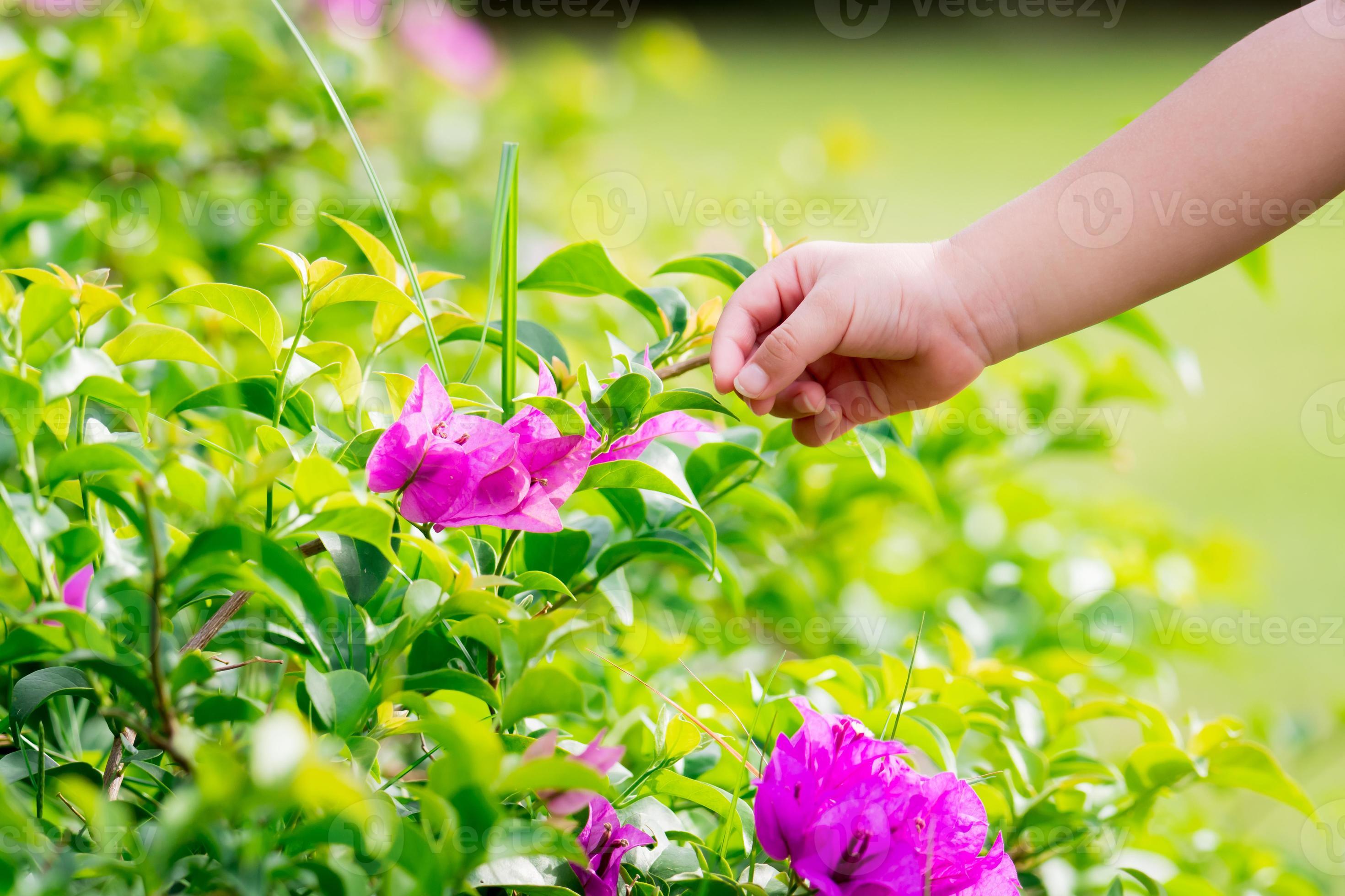 Girl's hand was touching the surface of the pink flower. Kid praising