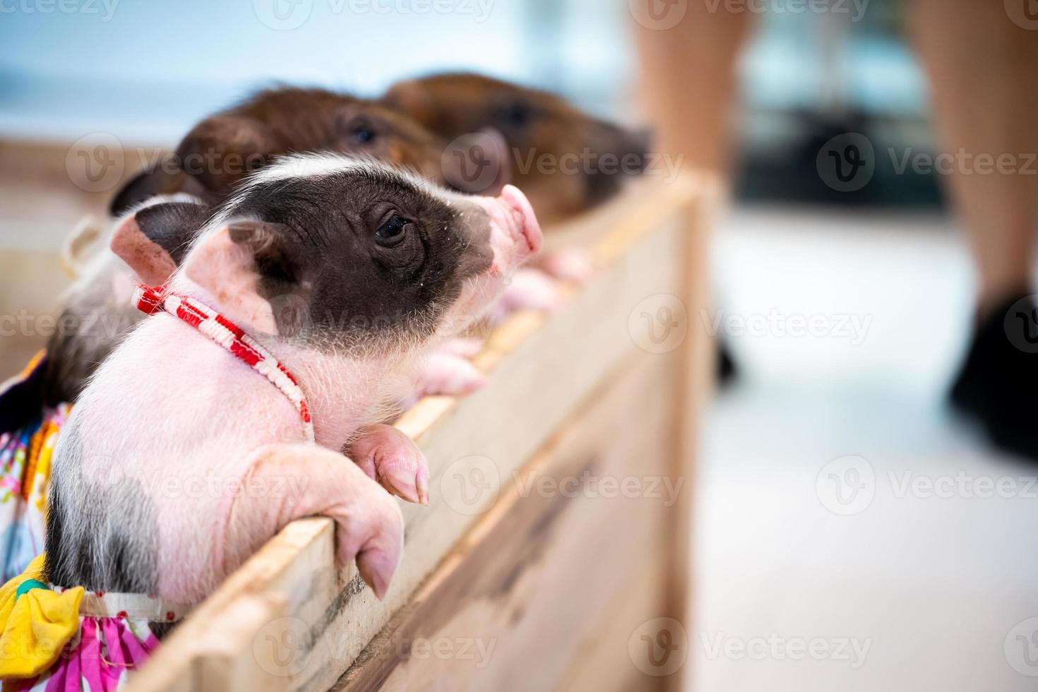 Piglets were raised to show their cuteness to children. Animal that climbs fence to demand food. photo