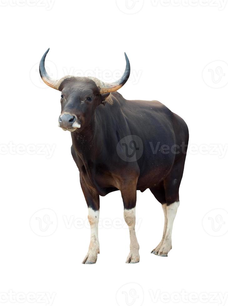 banteng aislado sobre fondo blanco foto