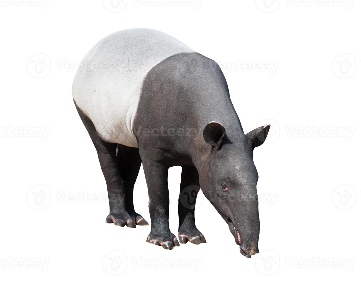 Malayan tapir or Asian tapir isolated photo