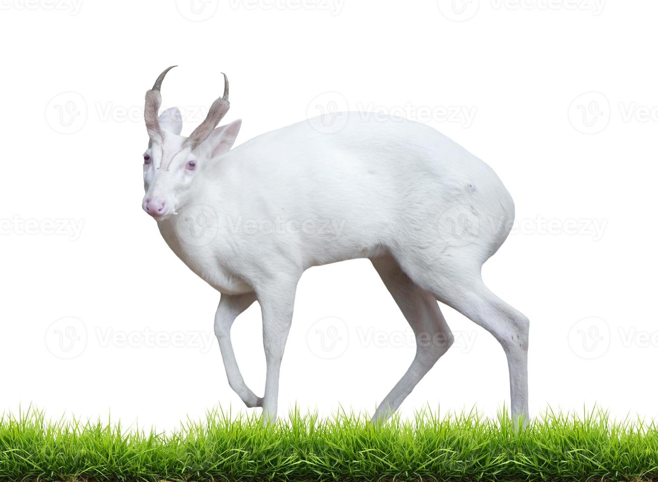 albino barking deer photo