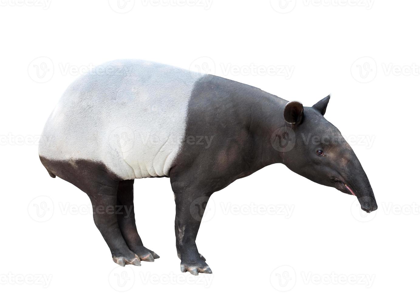 Malayan tapir or Asian tapir isolated photo