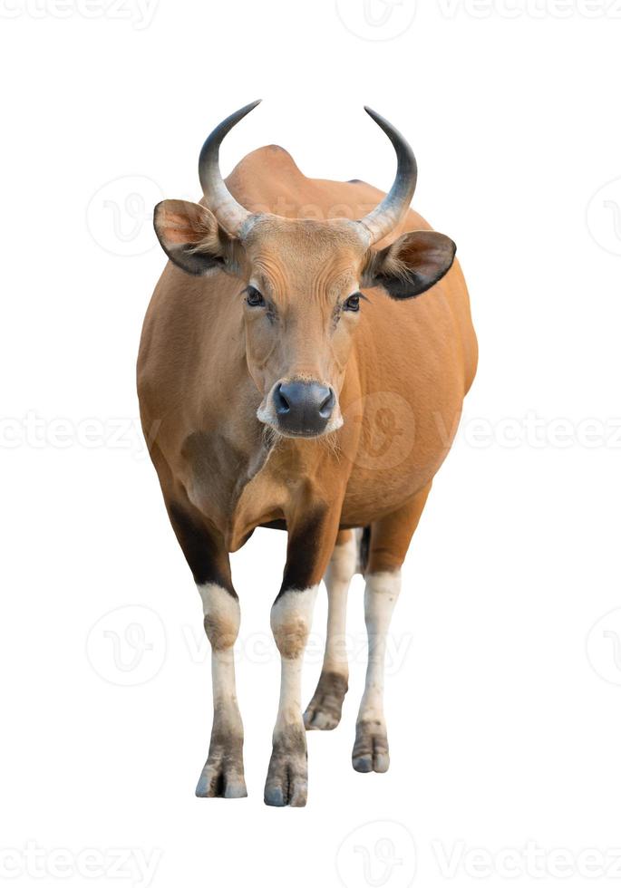 banteng isolated on white background photo