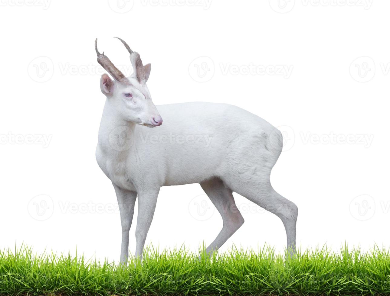 albino barking deer photo