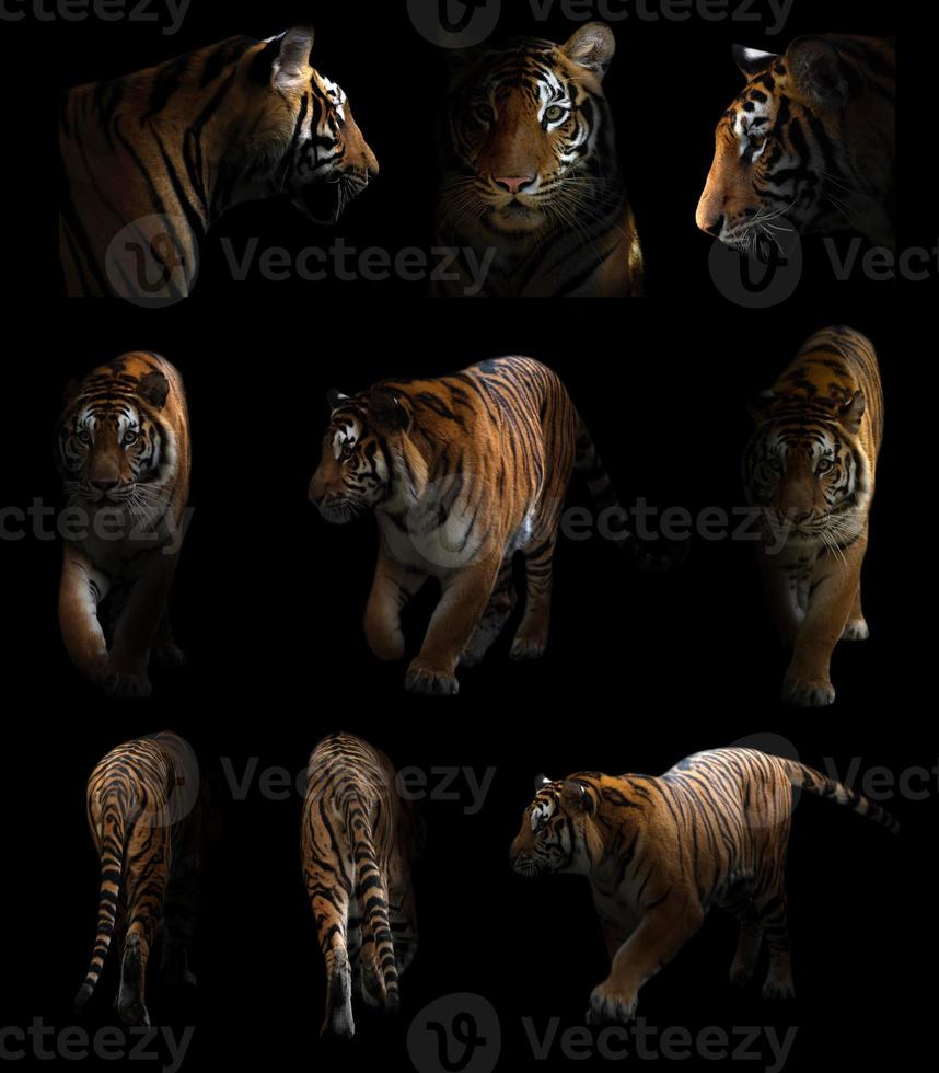 bengal tiger  in the dark photo