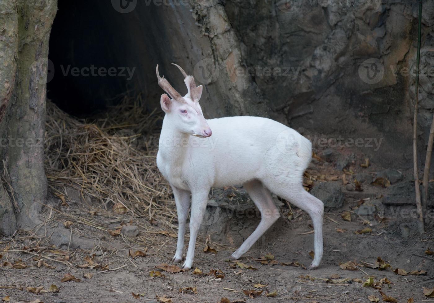 albino barking deer photo