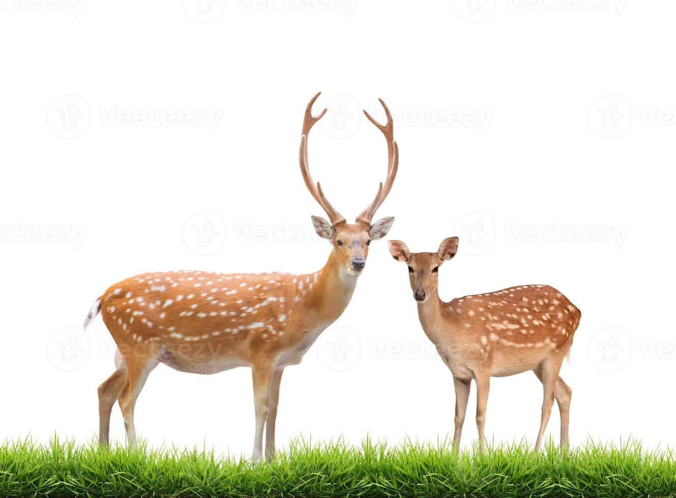beautiful sika deer photo