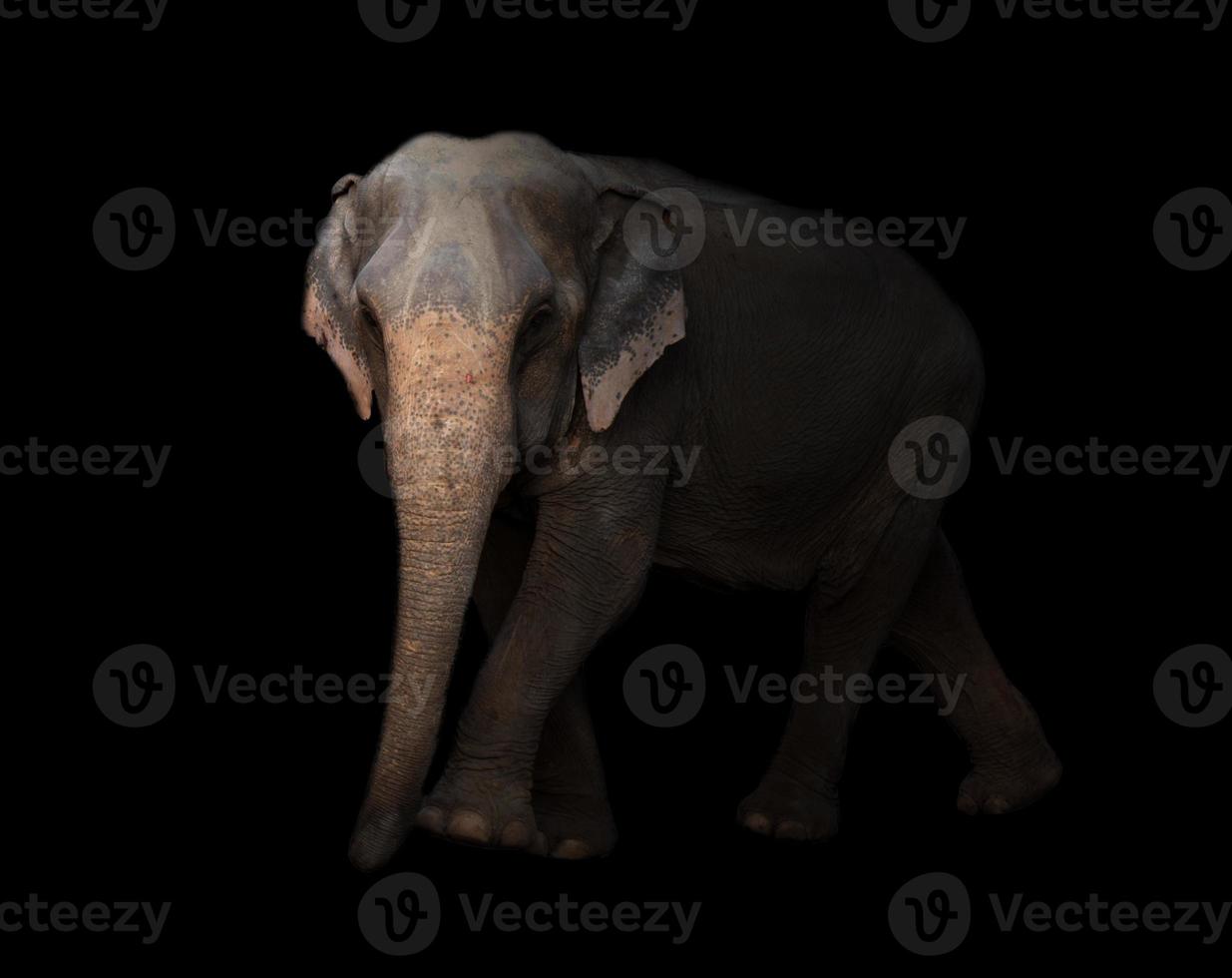 asia elephant in the dark photo