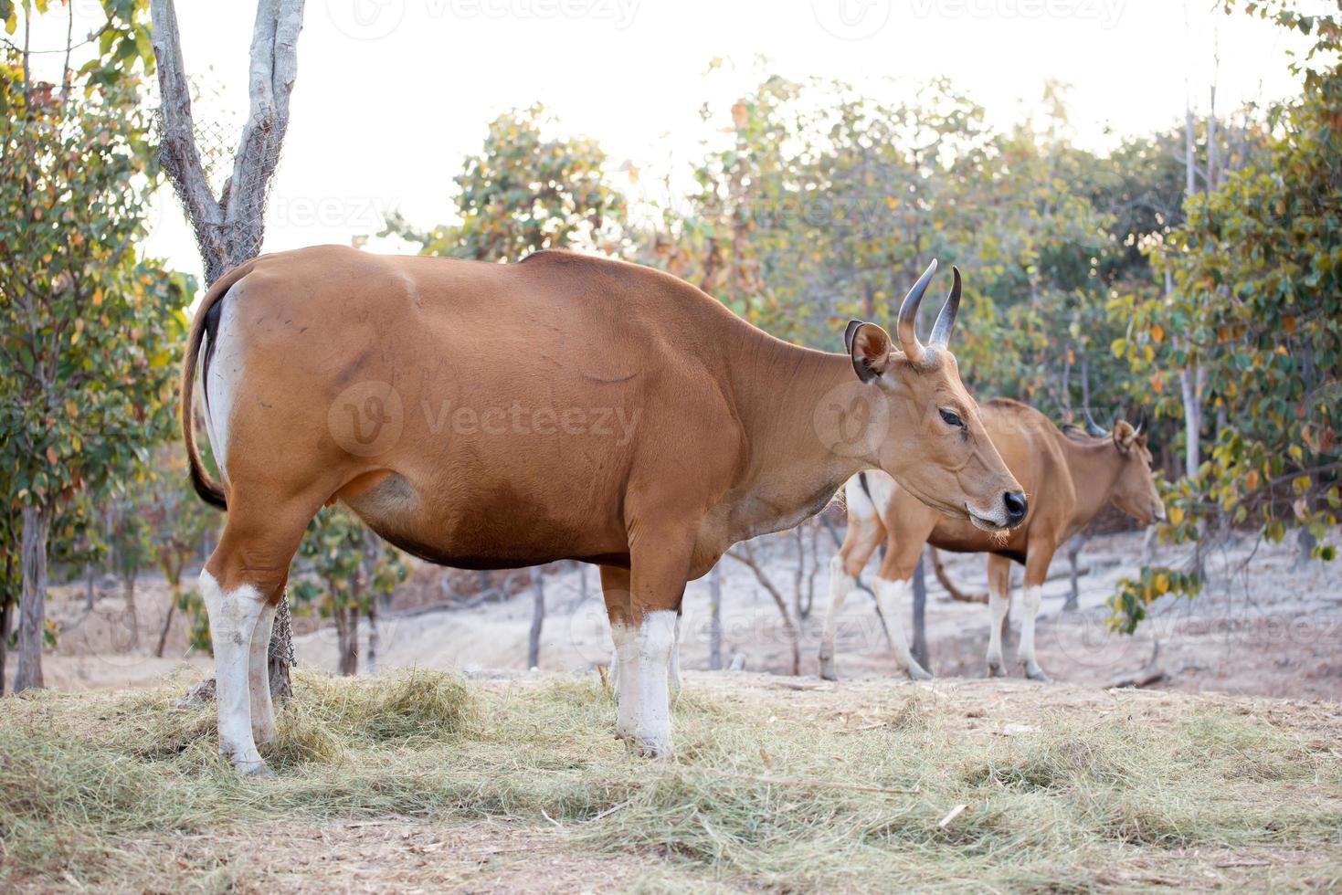 banteng in zoo photo